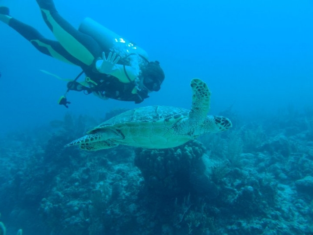 Buceo con tortugas